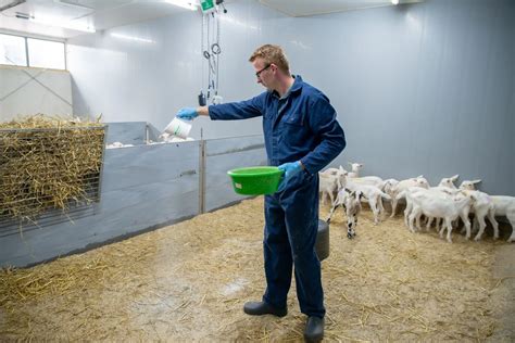 Informatie over de nieuwe meldingsprocedures voor geitenlammeren