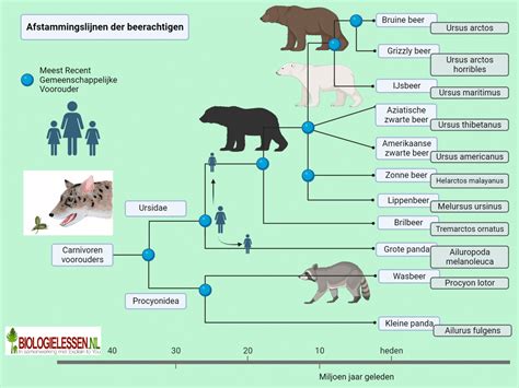 Illustratie van het natuurlijke proces van een miskraam.