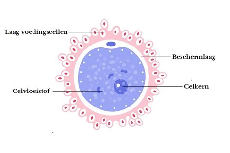 Medische illustratie van de IVF-procedure, waarbij een eicel en zaadcel worden samengebracht buiten het lichaam.