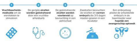 Infographic die de hormonale stimulatie van de eierstokken tijdens de IVF-behandeling illustreert.