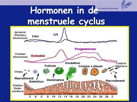 illustratie van de vrouwelijke hormooncyclus
