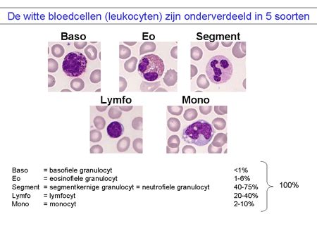 Illustratie van verschillende soorten witte bloedcellen onder een microscoop