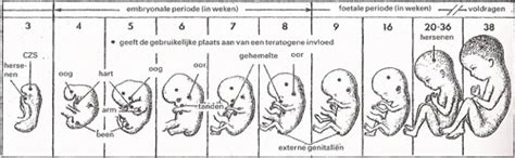 Zwangerschapskalender die de ontwikkeling van de baby per week toont