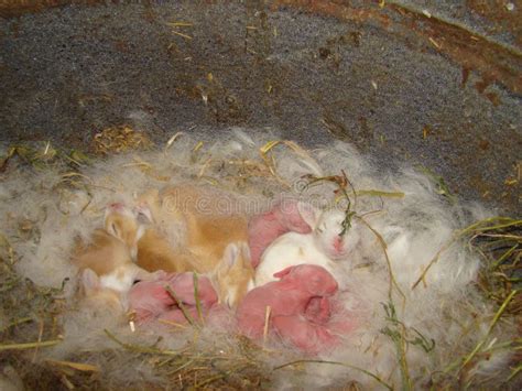 Foto van een nestje pasgeboren konijntjes