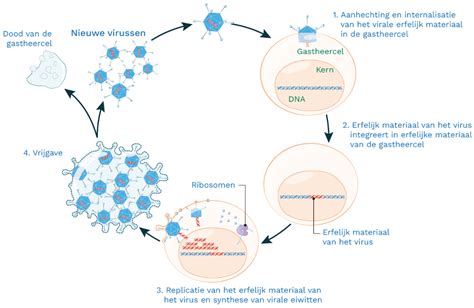 Schematische weergave van de verspreiding van het RS-virus via druppeltjes en handen