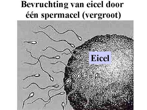 Schematische weergave van de bevruchting van een eicel door een spermacel.
