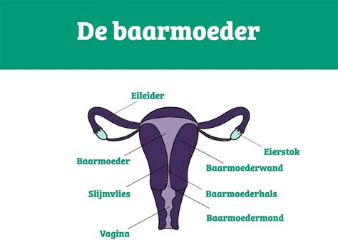 Schema van de baarmoeder met mogelijke oorzaken van bloedverlies tijdens de zwangerschap