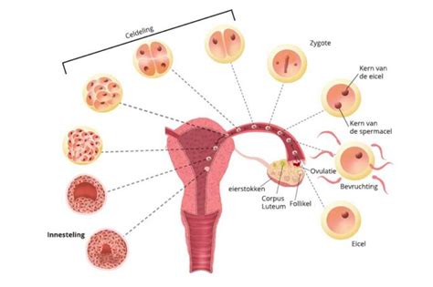 schematische weergave van de terugplaatsing van een embryo