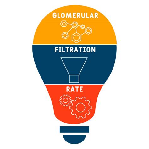 Schema van de glomerulaire filtratiesnelheid (GFR) en effectieve renale plasmastroom (ERPF) tijdens de zwangerschap.