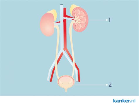 Illustratie van de urinewegen, met focus op de nieren, urineleiders, blaas en urinebuis.