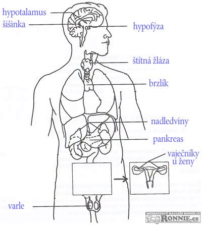 Schéma hormonální osy hypotalamus-hypofýza-gonády u mužů a žen
