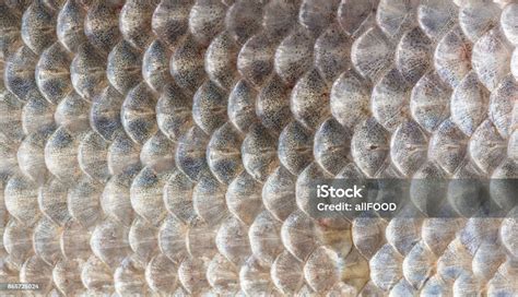 Detailopname van de schubben en zijlijn van een vis.