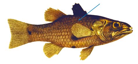 Illustratie van de zijlijn van een vis en de functie ervan.