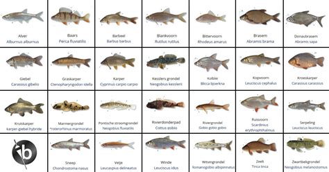 Illustratie van verschillende broedzorggedragingen bij vissen, zoals muilbroeden of nestbouw.