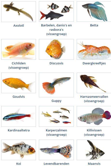 Een gevarieerd aquarium met verschillende soorten levendbarende vissen.