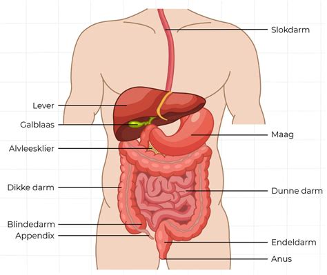 Illustratie van de pneumokokkenbacterie en de verschillende organen die het kan aantasten (longen, hersenvliezen, bloedbaan).