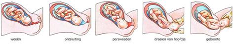 een schema dat de drie fasen van de bevalling illustreert
