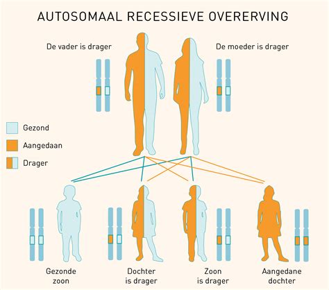 Schema dat de overerving van genen voor huidskleur van grootouders naar ouders naar kind illustreert.