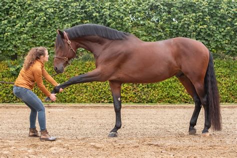 Een paard dat geniet van het afknabbelen van de schors van een boomstam.