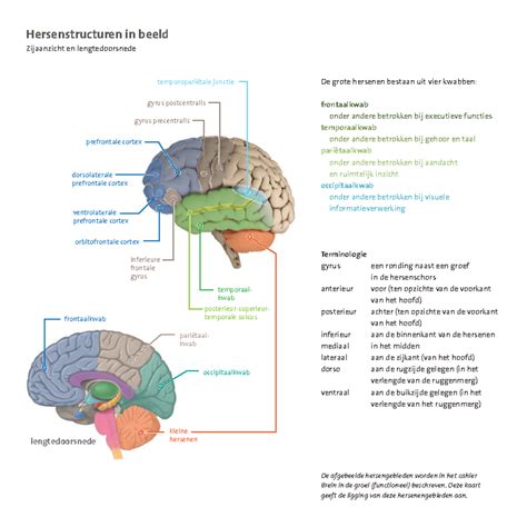 Diagram dat de hersenstructuur toont, met nadruk op de kwetsbaarheid van de hersenen bij baby's