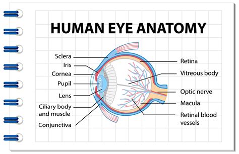 Diagram van het menselijk oog met de lichtbreking