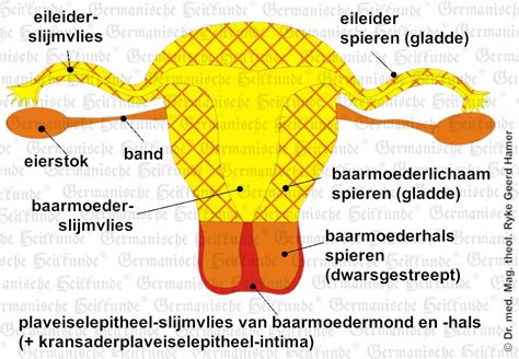 Illustratie van de baarmoeder met vliezen die losgewoeld worden.