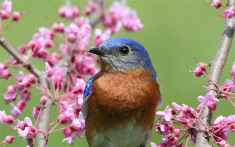 een vrolijk fluitend vogeltje op een tak, klaar om de geboorte van een kind aan te kondigen
