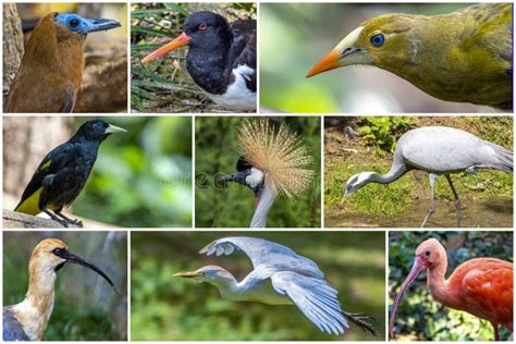 een collage van diverse vogelsoorten die gebruikt kunnen worden op geboortekaartjes, zoals een ooievaar, flamingo, papegaai, mus en uil