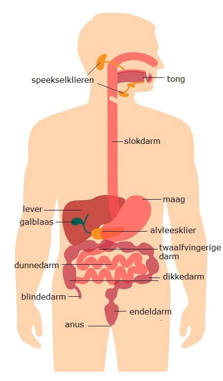 Infographic met de anatomie van de spijsvertering van een baby, met focus op de slokdarm en maag.