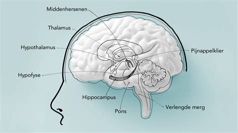 Infographic die de hypothalamus in de hersenen toont en hoe HCG druppels de signalen naar het lichaam beïnvloeden.