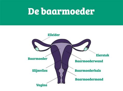 Illustratie die de bescherming van de baby in de baarmoeder tijdens seks benadrukt