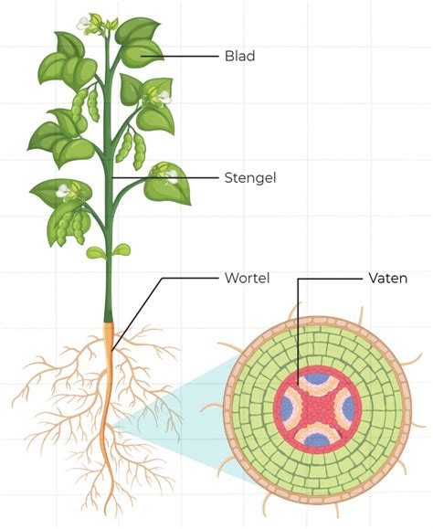 Infographic met de mogelijke etymologische wortels van de naam Rixt