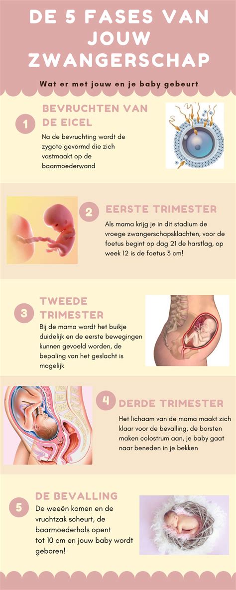 Infographic met de tijdslijn van zwangerschap, bevalling en kraamtijd