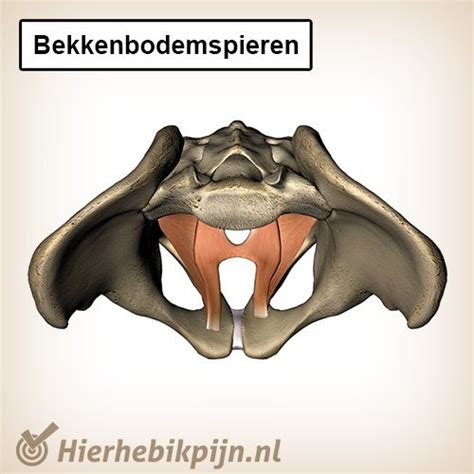 illustratie van de bekkenbodemspieren en hun functie