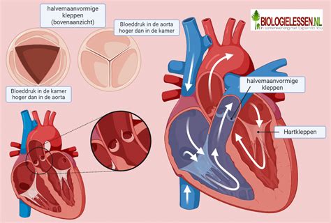 conceptuele weergave van een foetus in de baarmoeder met focus op het zich ontwikkelende hart