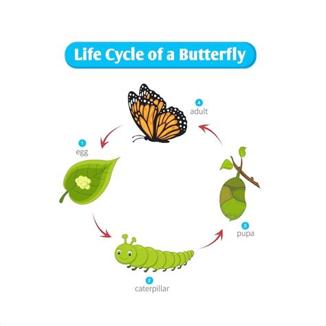 illustratie van een vlinder die staat voor transformatie en hoop