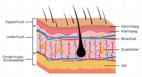 Infographic die de werking van cupping op huid en bindweefsel uitlegt