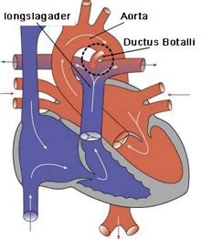 een grafische weergave van de Ductus Botelli en de effecten van bepaalde stoffen