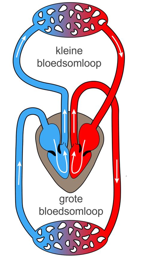 Schema dat de bloedstroom bij TTS illustreert