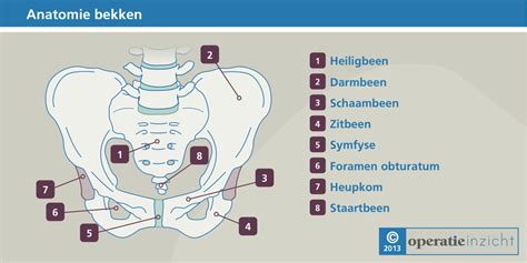 Schema dat de anatomie van het bekken en de bekkenbodemspieren toont.