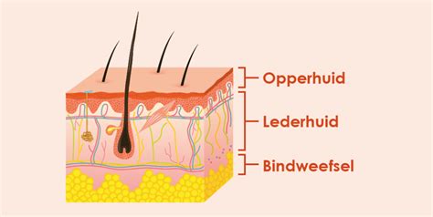 Illustratie van de huidlagen met aanduiding van hyperpigmentatie en celvernieuwing.