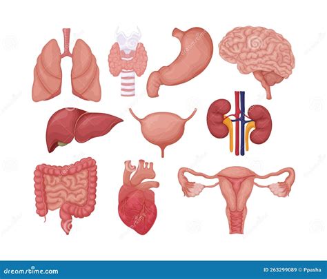 Illustratie van een zebravis-embryo met zichtbare organen zoals het hart.