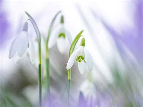 Illustratie van een Anjer en een Sneeuwklokje.