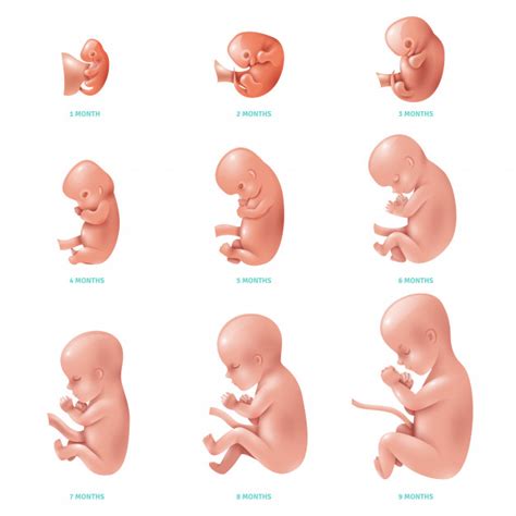 illustratie van een foetus van 11 weken, met nadruk op de grootte van het hoofd en de vorming van het gezicht