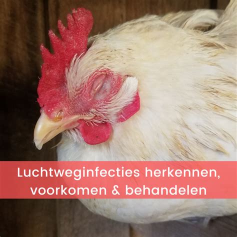 Infographic over de gevaren van salmonella en listeria in rauwe kip