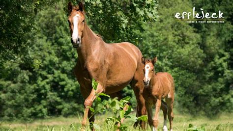 Een illustratie die de groei van een veulen in de baarmoeder toont, met afmetingen en gewicht per maand.