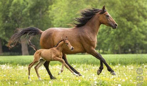 Een illustratie die de verhoudingen van een 180 dagen oud veulen toont, met nadruk op de groei van de ledematen.