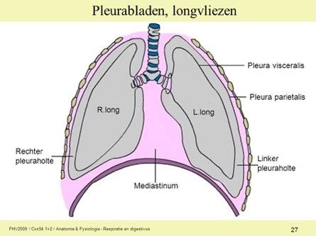 Diagram van de longvliezen en de ruimte ertussen