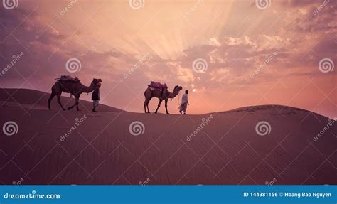 Kamelen in de Sahara woestijn bij zonsondergang