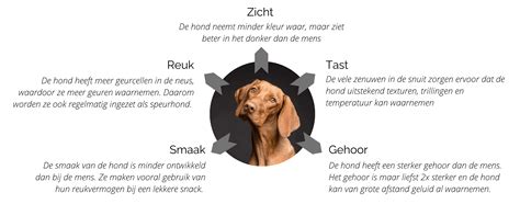 Schema van de loopsheidscyclus bij de hond met de verschillende fasen en hormonale veranderingen